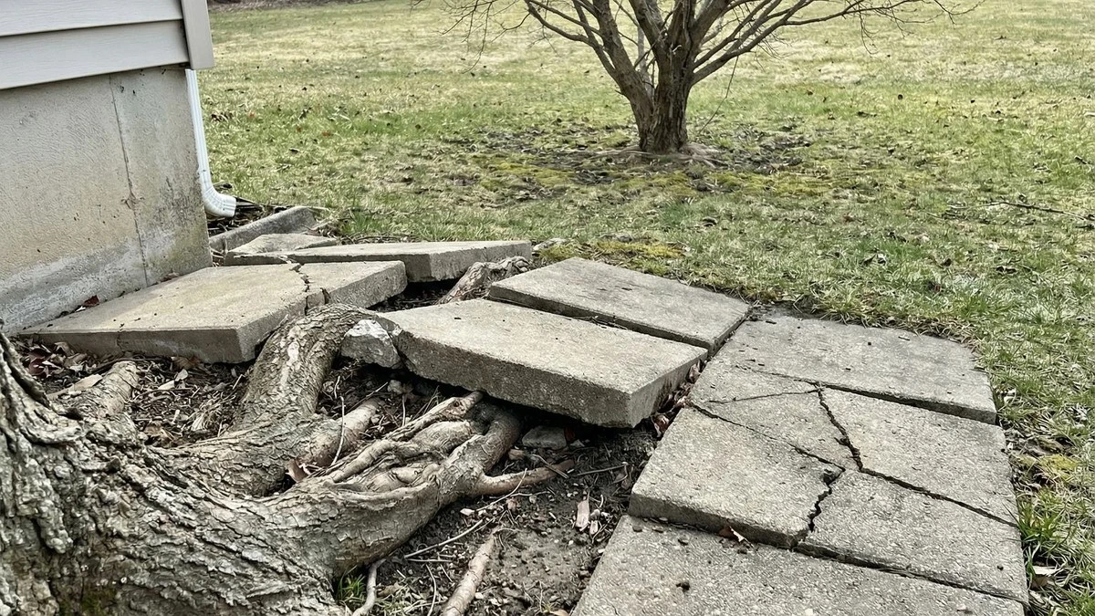 Drzewa przy domu: dlaczego szybko rosnące gatunki mogą zrujnować Twoje fundamenty i ściany