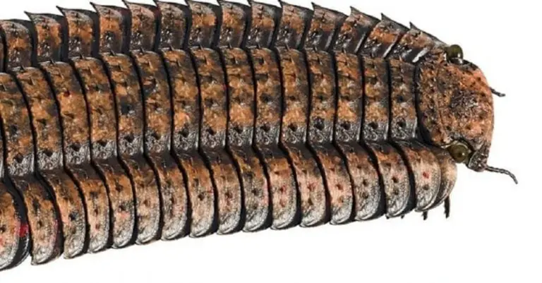 Nikt nie wierzył, że to możliwe: gigantyczna stonoga Arthropleura żyła na Ziemi. Jak udało jej się osiągnąć rekordowe rozmiary?