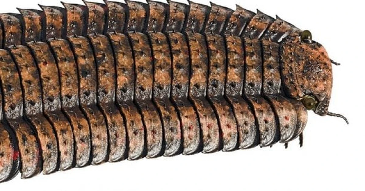 Nikt nie wierzył, że to możliwe: gigantyczna stonoga Arthropleura żyła na Ziemi. Jak udało jej się osiągnąć rekordowe rozmiary?