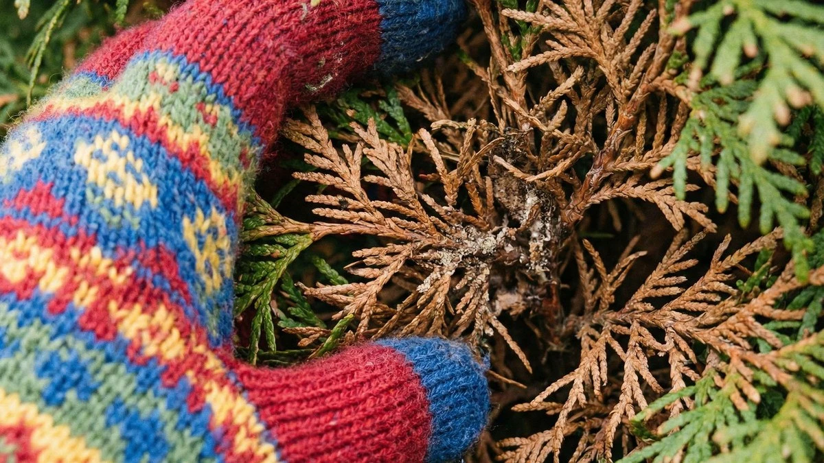 Dlaczego thuje brązowieją od środka? Oto 3 błędy w pielęgnacji, które niszczą żywopłot