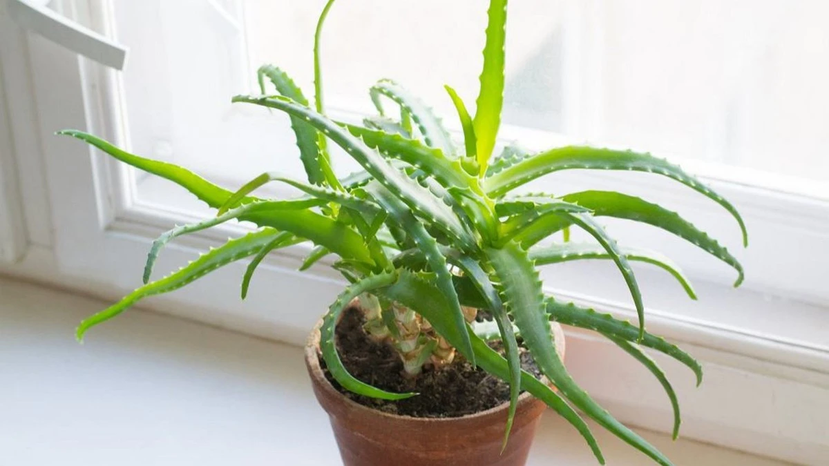 Dlaczego Twój aloes żółknie i marnieje? Prosty trik na ratunek, który musisz znać