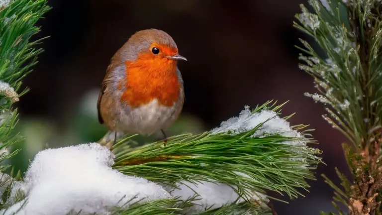 Jedna rzecz w karmniku, która sprawi, że rudziki odwiedzą Twój ogród codziennie