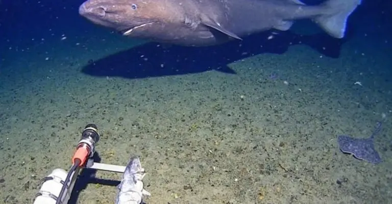 Niespodziewany gość w głębinach: Polarna rekin złowiony na kamerę w Antarktyce