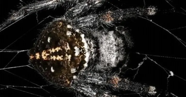Pająk Darwina: jak ten mały budowniczy tworzy pajęczynę mocniejszą niż kevlar?