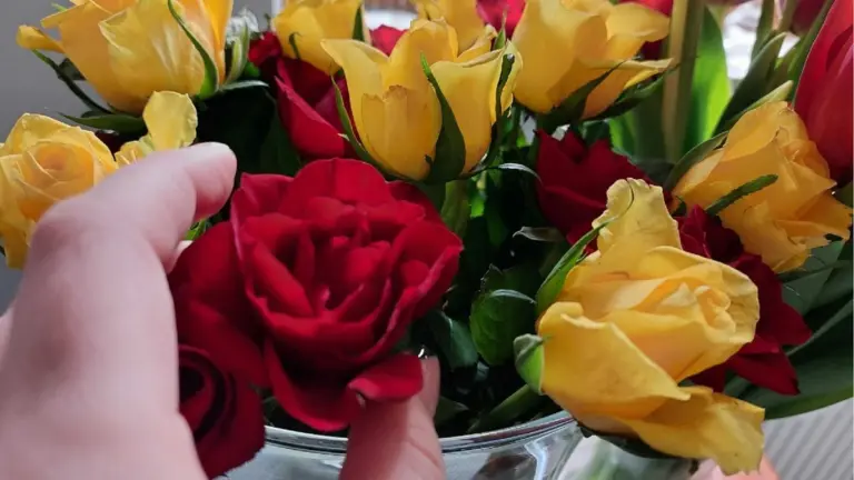 Róże po kilku dniach opadły? Ten trik florystek sprawi, że odżyją w godzinę