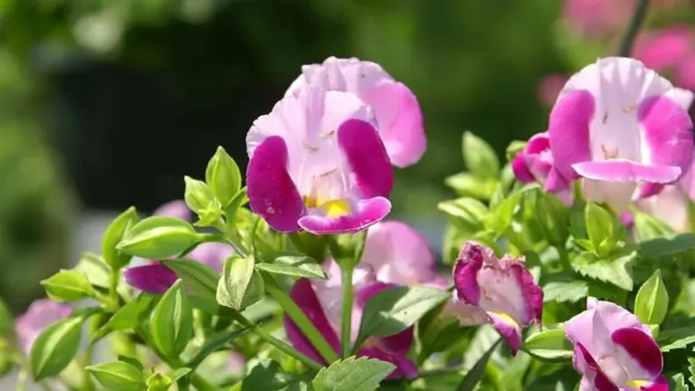 Zapomnij o pelargoniach. Siej te kwiaty w marcu, a będą kwitnąć całe lato.
