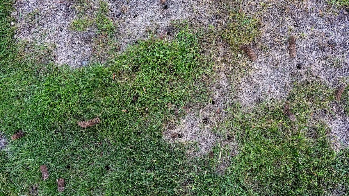 Błąd w pielęgnacji trawnika: Dlaczego chwasty wygrywają ze zwartą zieloną murawą?