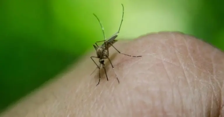Dlaczego jednych ukąszenia komarów dopadają częściej? Naukowcy zdradzają, jak owady wybierają swoje ofiary
