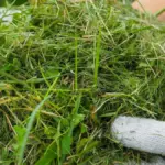 Kiedy pierwszy raz kosić trawę? Zanim uruchomisz kosiarkę, sprawdź 3 rzeczy w ogrodzie