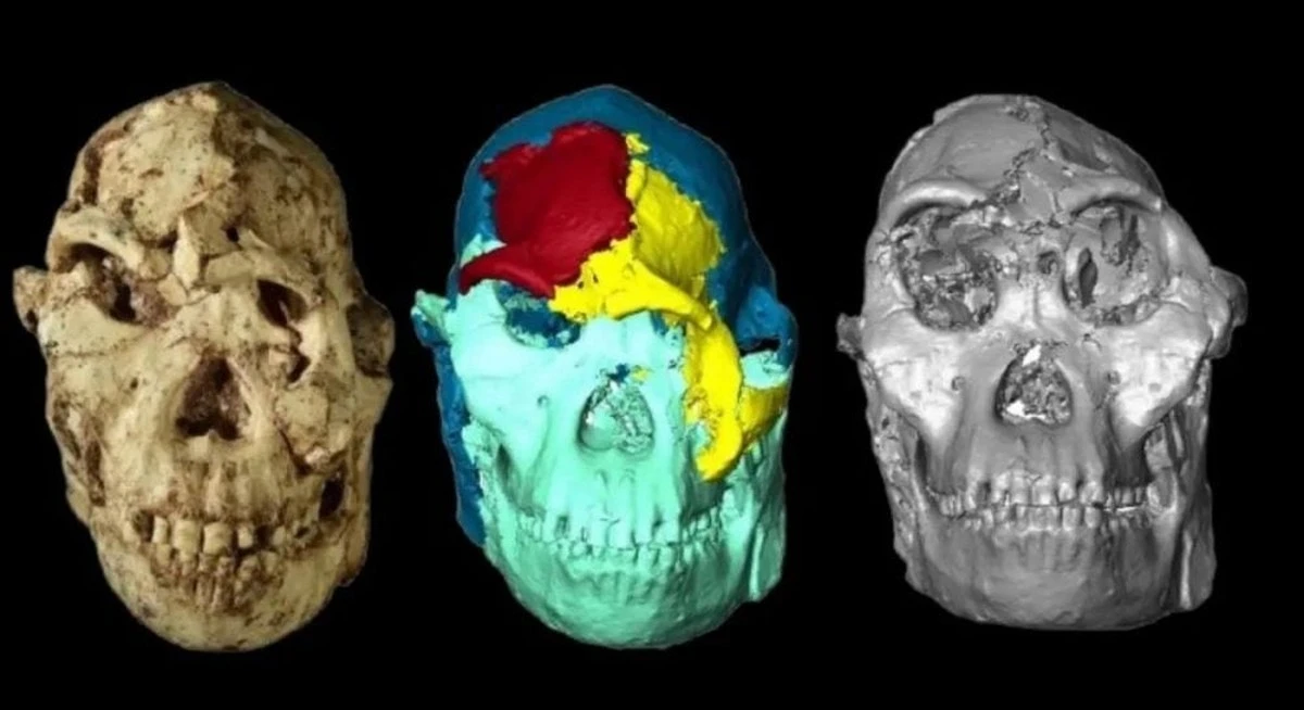 Zaskakujące odkrycie: tak wyglądało oblicze miliony lat młodszego przodka człowieka dzięki technologii 3D